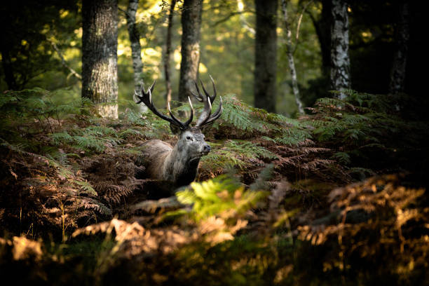 Brame du cerf