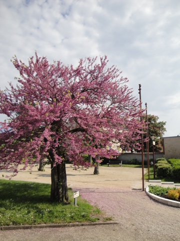 Arbre de Judée