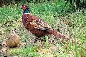 Société de chasse